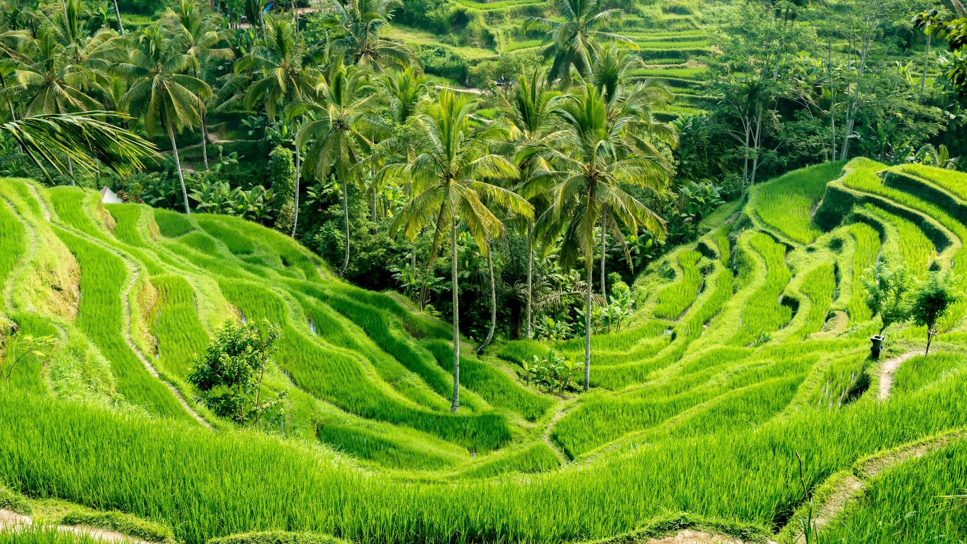 Ubud Rice Terraces