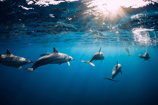 Swim with Dolphins